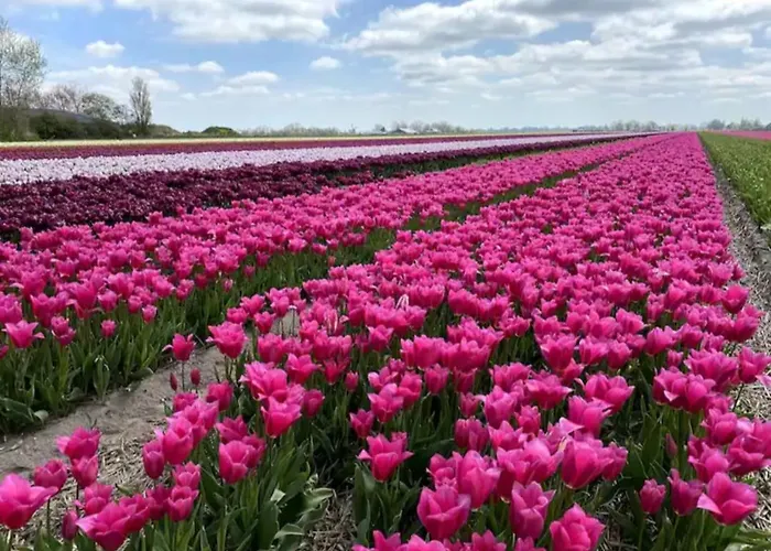 't Zijper Eilant 98 *